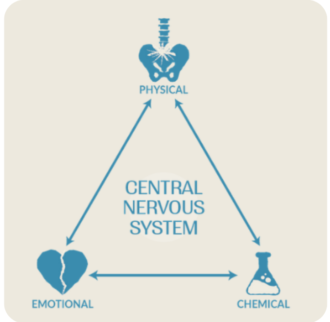 Central Nervous System Chart