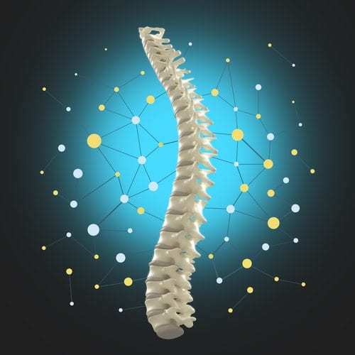 model of human spine